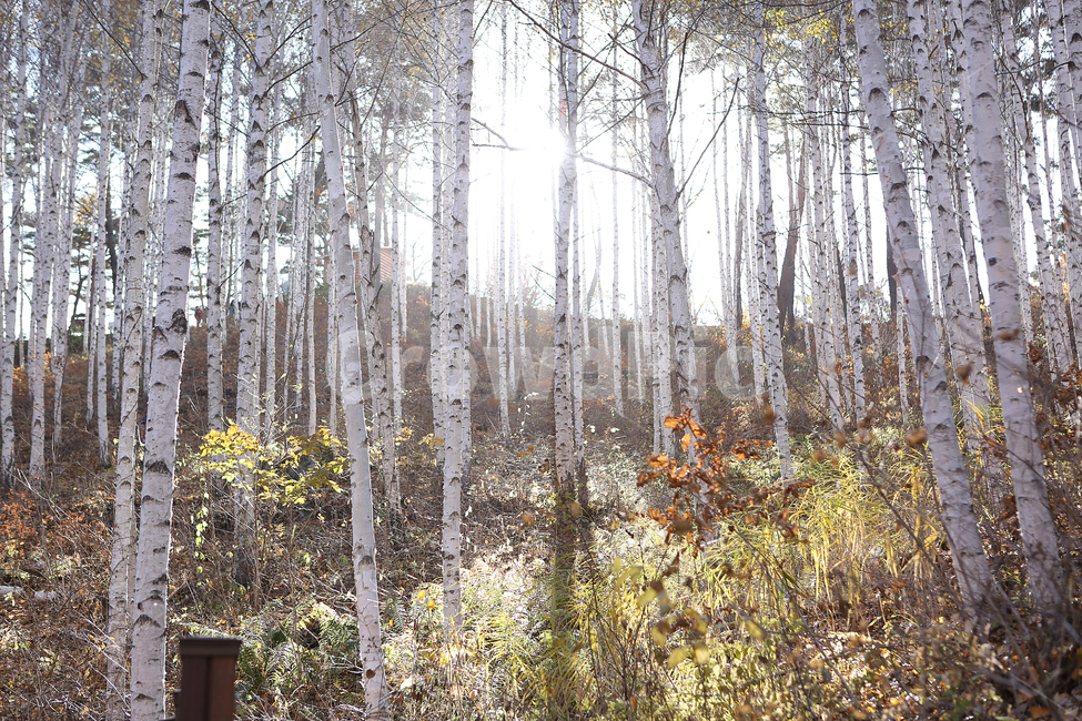 자작나무,숲,원대리,나무,tree,birch,forest,자연,풍경,nature,landscape,plant,식물,ground,바닥,tree trunk,나무 줄기