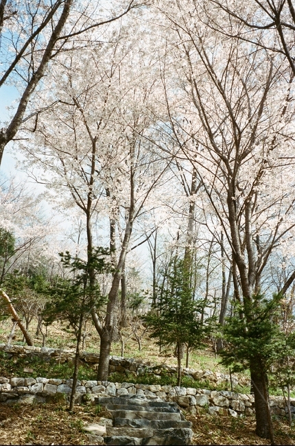벚꽃,봄,자연,plant,tree,봄,계절,spring,season,나무,식물,tree trunk,나무 줄기