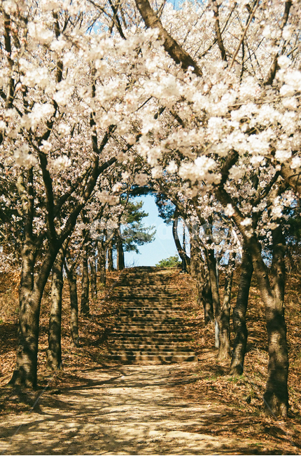 봄,벚꽃,cherryblossom,blossom,flowers,벚꽃비,꽃비,풍경,봄꽃,벚나무,계절,spring,season,식물,자연,plants,nature,꽃,꽃길,flower,나무,trees,wood,plant,감성,감성사진,빈티지,아날로그,필름,필름사진,필름카메라,film,filmcamera,sensible,feeling,공원,계단,stairs,봄,계절,spring,season