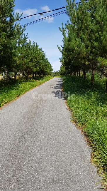 road,도로,dirtroad,흙길,아스팔트,tarmac,타맥,나무,소나무,가로수,산책,풀,자연,nature