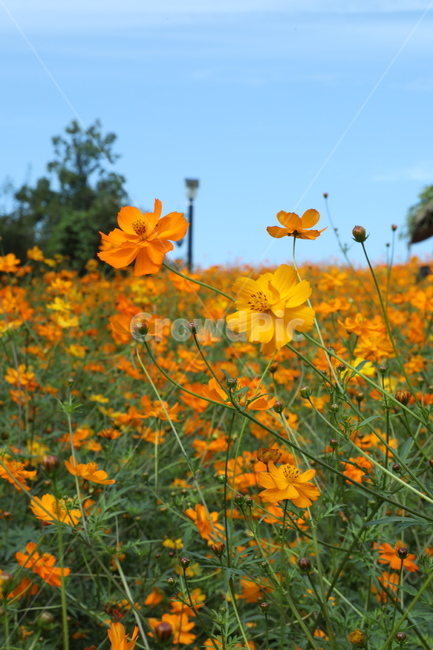 황화코스모스,꽃,들판,들꽃,들꽃마루,올림픽공원,가을,가을,계절,fall,autumn,season,식물,자연,plants,nature,꽃,flower,field,들,outdoors,옥외,grassland,목초지,plant,petal,꽃잎,blossom