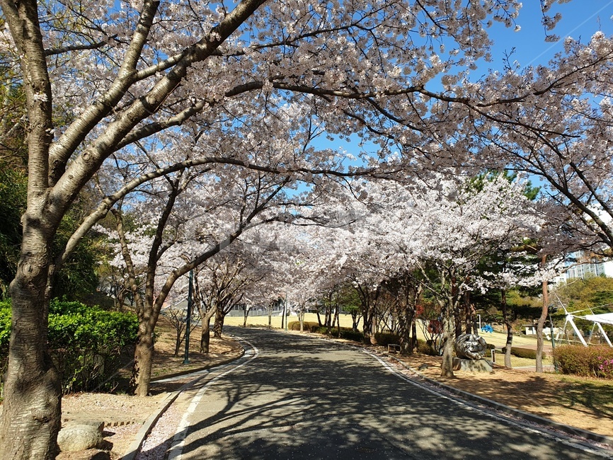봄,만개,벚꽃,벚꽃길,환호공원,spring,blossom