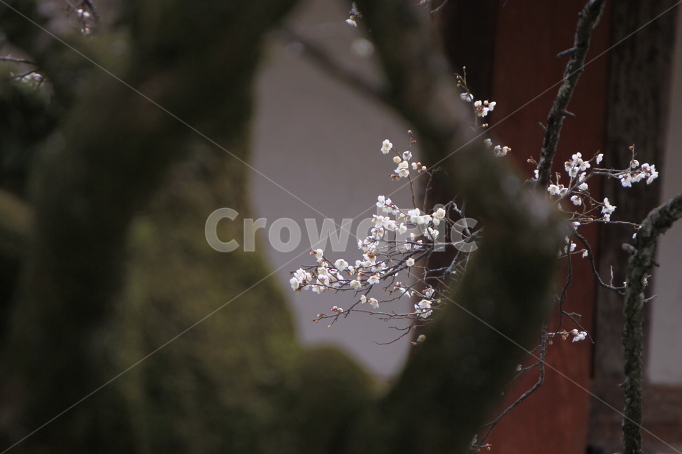 매화,선암매,고매,봄꽃,매화나무,봄,계절,spring,season,식물,자연,plants,nature,꽃,flower,나무,trees,wood,plant