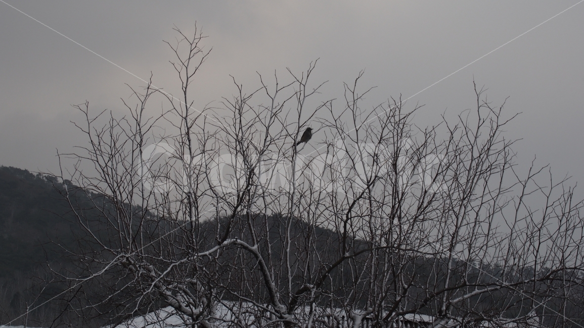 pigeon,snow,tree branch,lonely,snowy,winter sky,fur correction