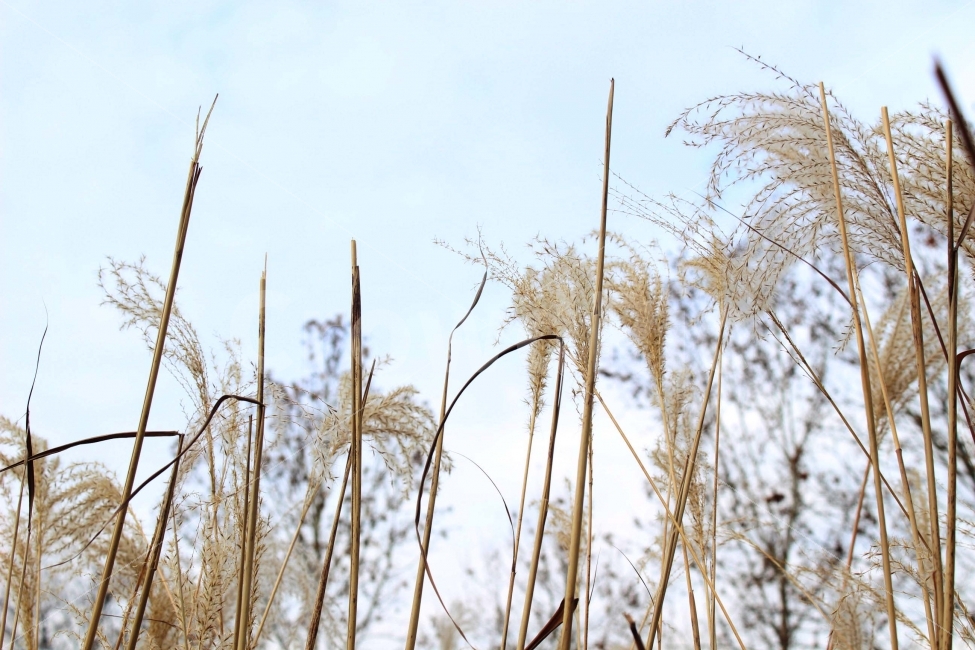 갈대,억새,억새풀,가을,식물,자연,야생,공원,정원,나들이,소풍,식물,자연,plants,nature,가을,계절,fall,autumn,season,grass,잔디,plant,lawn,reed