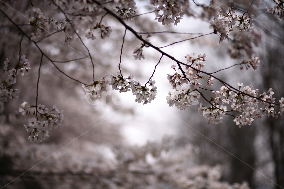 plant,식물,flower,꽃,blossom,벚꽃,봄,식물,자연,plants,nature,꽃,flower