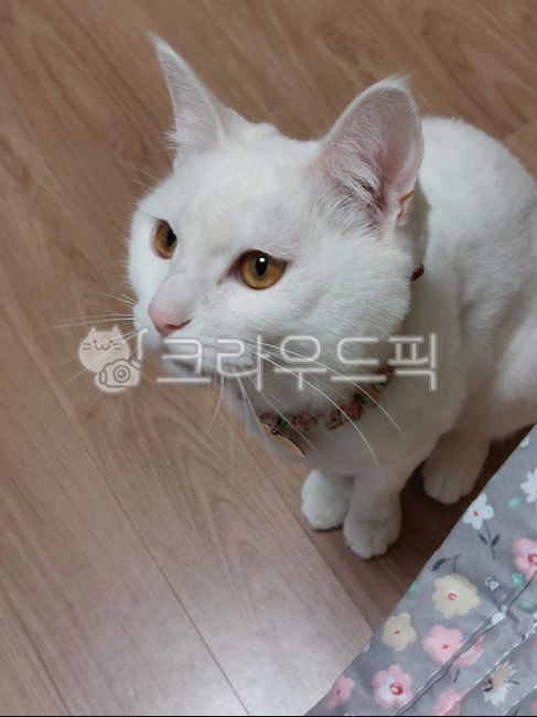 Turkish Angora,cat,Angora,kitty