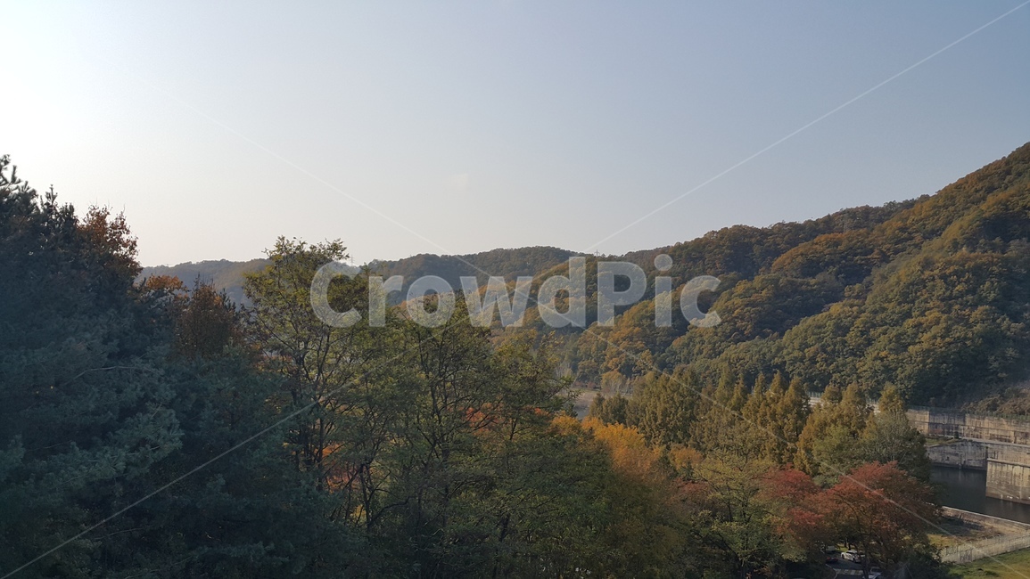 자연,식물,나무,tree,가을,자연,풍경,nature,landscape,outdoors,옥외,plant,fir,전나무