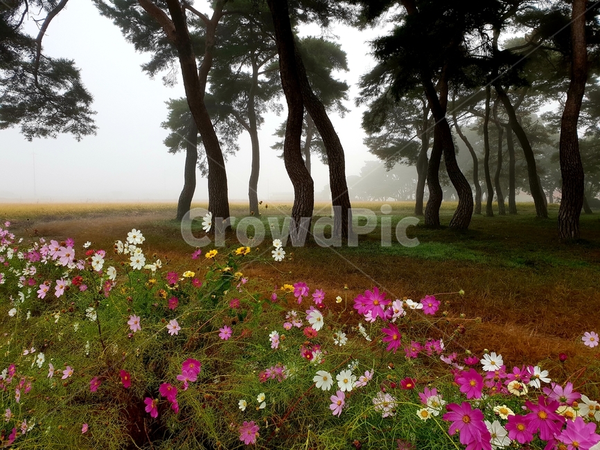 보은,임향리,코스모스,안개,소나무,가을,계절,fall,autumn,season,자연,풍경,nature,landscape,plant,식물,tree,나무,tree trunk,나무 줄기