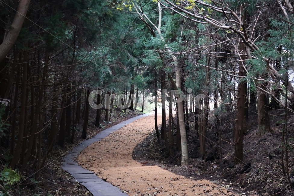 제주,유네스코,검은오름,탐방,삼나무,숲길,화산,활동,생태,학습,자연,유산,자연,풍경,nature,landscape