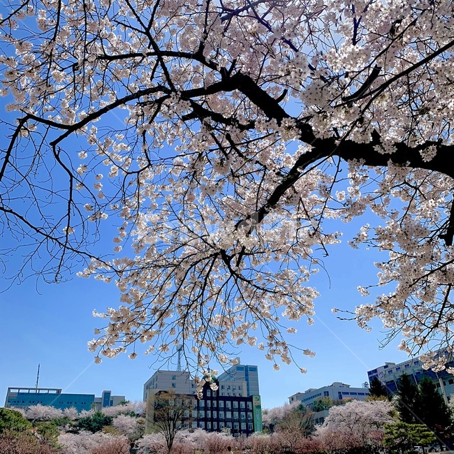 학교,벚꽃,풍경,자연,하늘