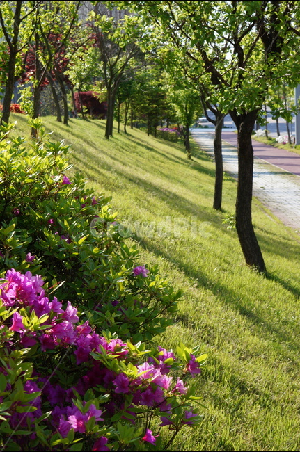 아침,빛,영산홍,나무,봄,자연,풍경,nature,landscape,한국자연풍경,한국자연경관,korea nature landscape,식물,plants,꽃,flower,plant