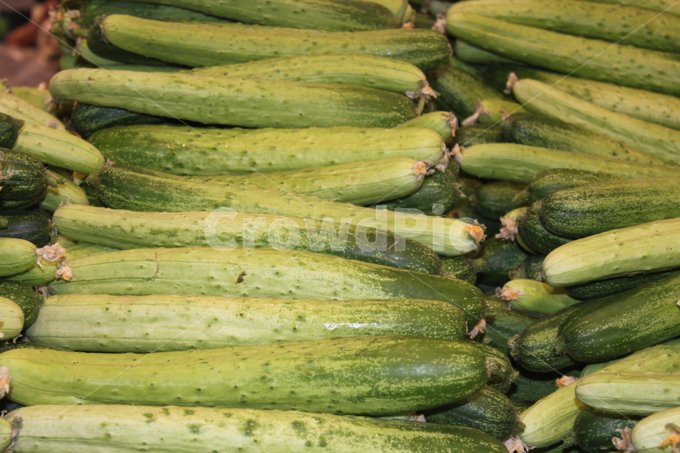 오이,cucumber,채소,야채,음식,녹색,green,food,ingredient,재료,color,health,건강,vegetable,vegetarian,음식,식재료,요리,food,cook,meal,dishes,food reserves,채소,야채,vegetables