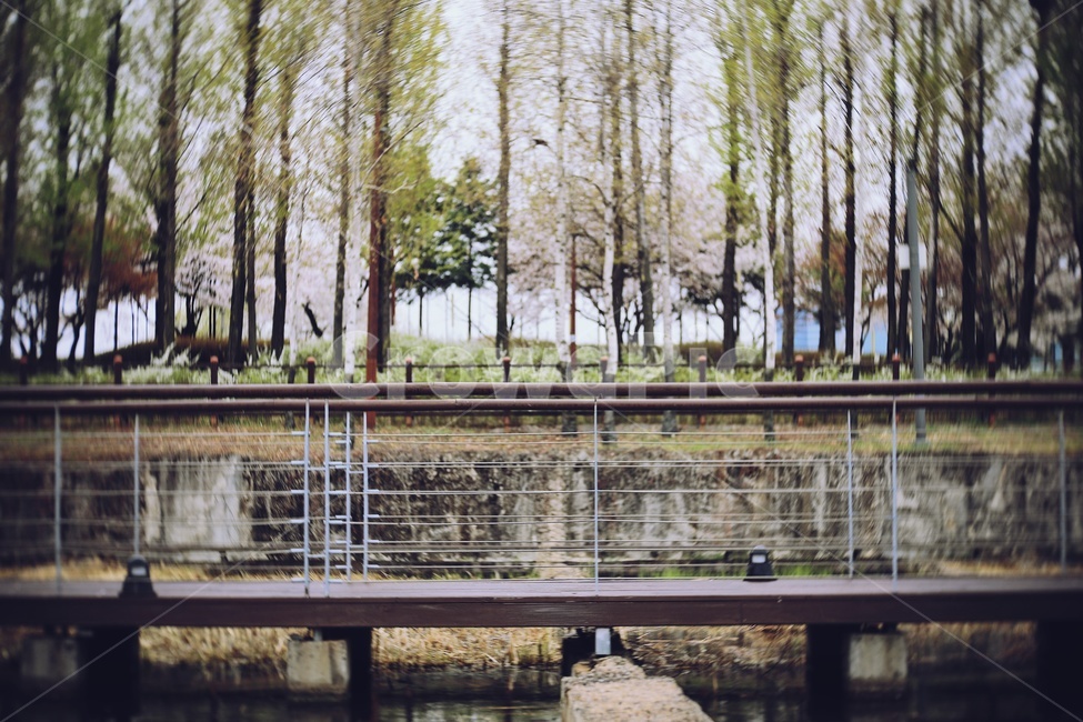자작나무,목책로,연못,tree,park,green,water,식물,자연,plants,nature,나무,trees,wood