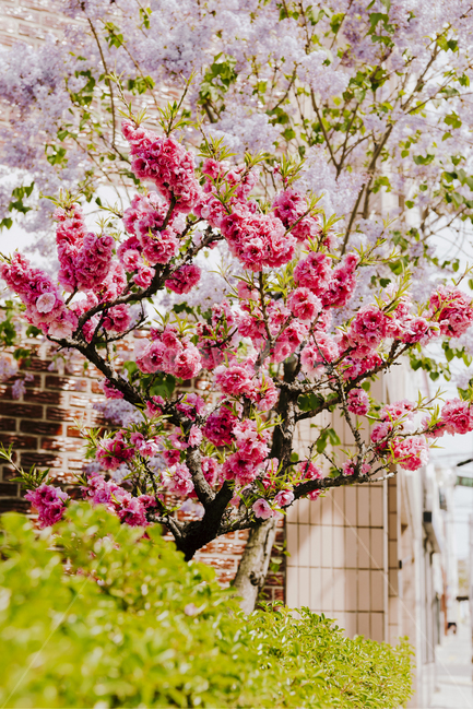 봄,꽃,봄꽃,겹벚꽃,나무,식물,spring,cherryblossom,flower,tree,plant,자연,감성,봄,계절,spring,season,식물,자연,plants,nature,꽃,flower,blossom