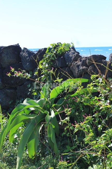 식물,옥외식물,제주도,돌담,담쟁이덩쿨,열대식물,자연,plant,조경,nature