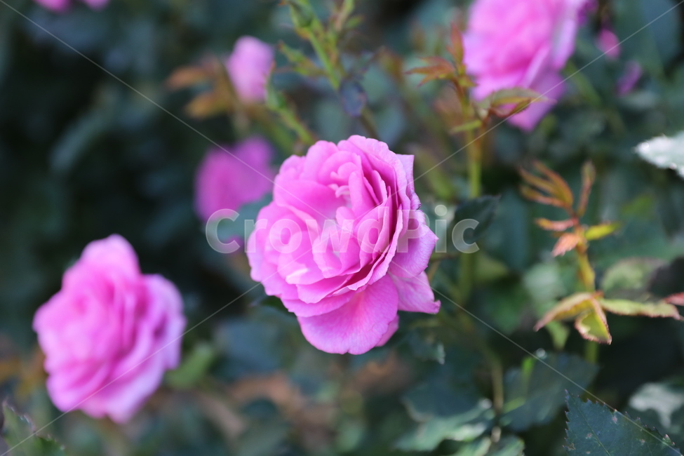 장미꽃,장미,rose,장미접사,장미공원,개화,봄,식물,자연,plants,nature,꽃,flower