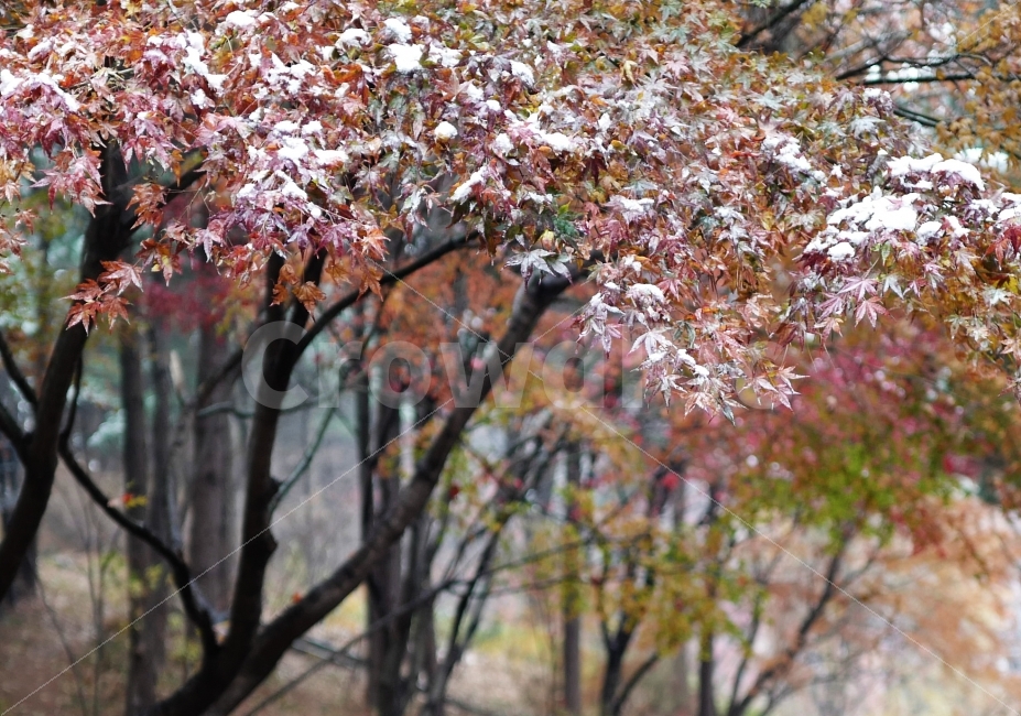 첫눈,눈,겨울산,산,눈꽃,나무위눈,겨울,겨울,계절,winter,season,식물,자연,plants,nature,나무,trees,wood