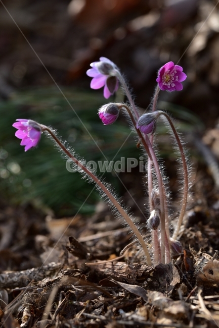 노루귀꽃,야생화,꽃,자연,봄,식물,자연,plants,nature,꽃,flower