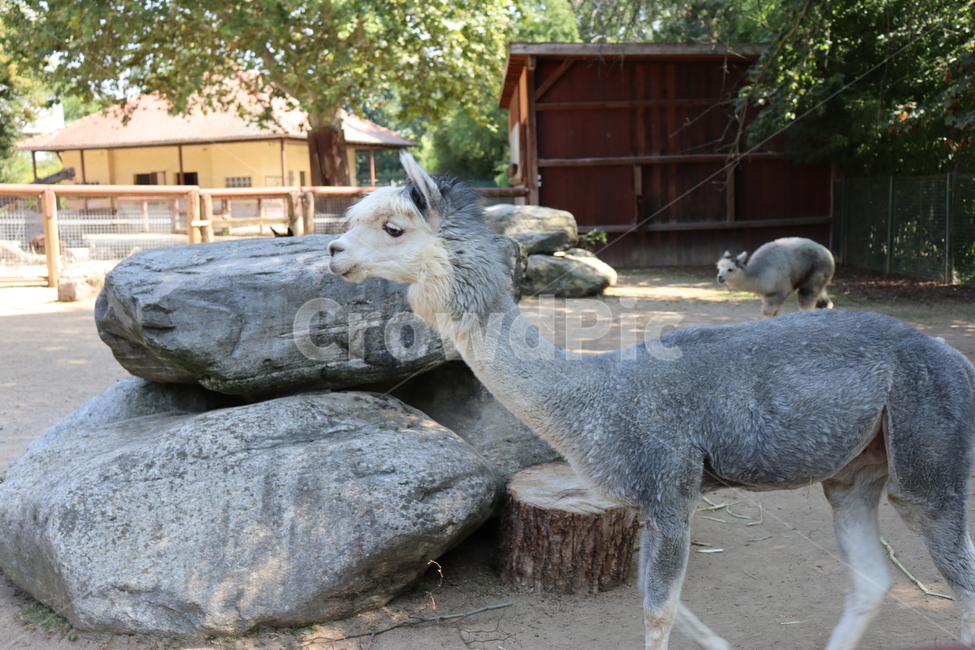 라마,animal,동물원,동물,귀여운,동물,animal,포유류,mammal