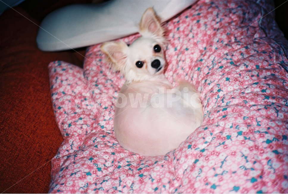 필름사진,필름,강아지,반려견,감성사진,감성,애완견,개,애완동물,포유류,pet,animal,동물