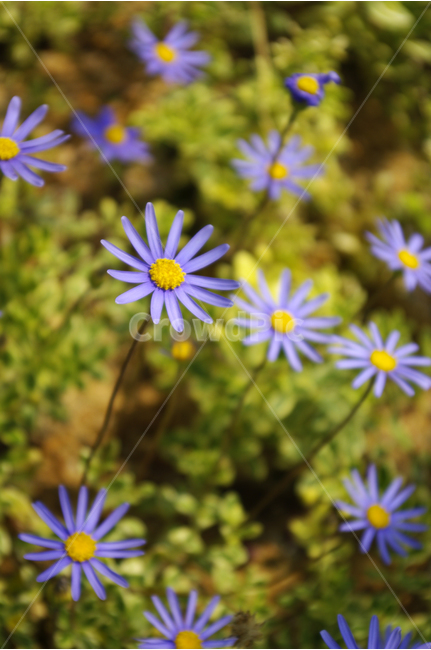 식물,flower,plants,nature,꽃,꽃봉오리,꽃밭,color,식물,자연,plants,nature,꽃,flower