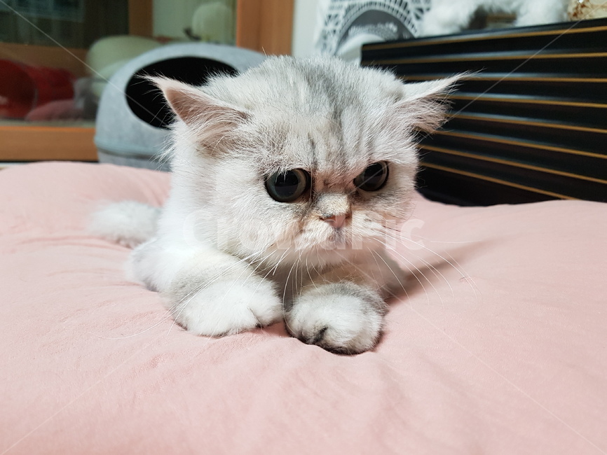 고양이,페르시안,친칠라,개냥이,cat
