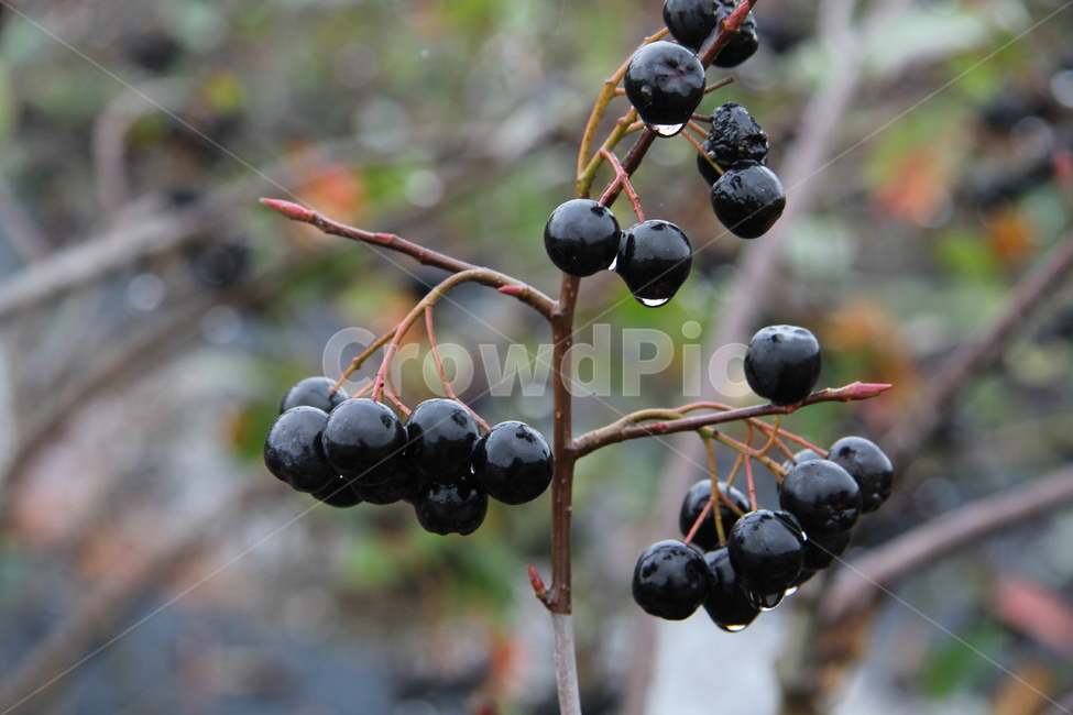 aronia,블랙쵸크베리,아로니아나무,아로니아열매,아로니아,과일,열매,fruit