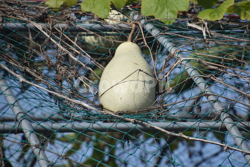 plant,식물,박,음식,food,과일,열매,fruit
