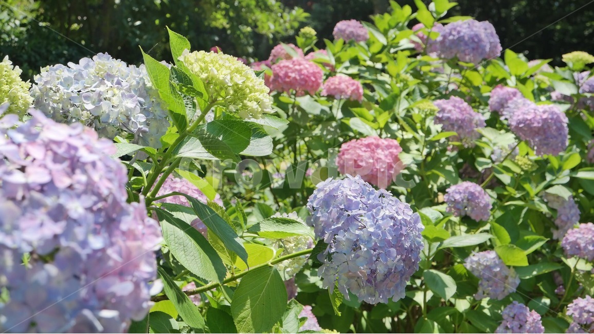 수국,여름,꽃축제,맑음,여름꽃,식물,아름다운,정원,화단,핑크색,flowers,summer,garden,plants,nature,자연,초록,green,colorful,풍경,landscape,hydrangea,식물,자연,plants,nature,꽃,flower