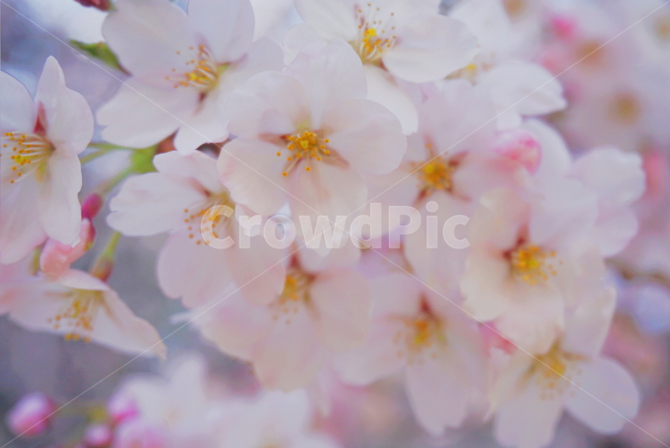 봄꽃,꽃,벚꽃,벚꽃나무,분홍,봄기운,봄날,spring