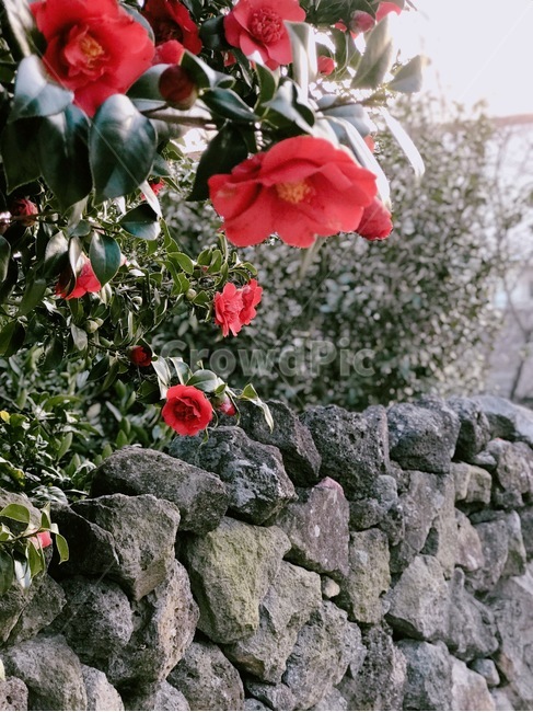동백,동백꽃,제주동백,camellia,카멜리아