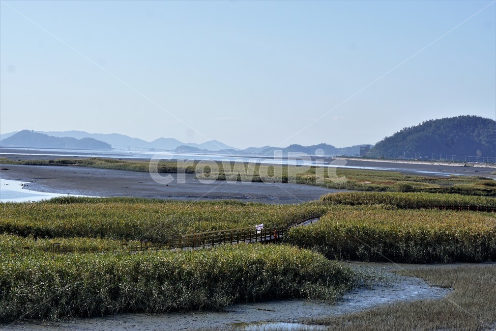 가을,갈대,갯벌,자연,식물,nature,계절,fall,autumn,season,flower,풍경,산,하늘,자연,풍경,nature,landscape,land,땅,outdoors,옥외,water,물