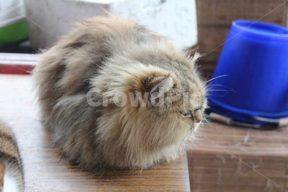 고양이,동물,귀여운,cat,animal,cute,동물,animal,포유류,mammal,고양이,cat,kitten,kitty
