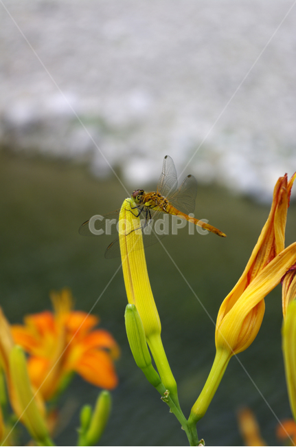 꽃,flower,식물,plant,잠자리,식물,자연,plants,nature,꽃,flower,동물,animal,곤충,벌레,insect,bug