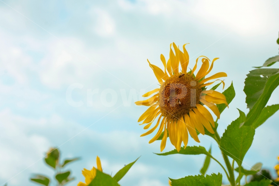 해바라기,하늘,꽃,구름,벌,flower,sky,해바라기밭,여름,계절,summer,season,식물,자연,plants,nature,꽃,flower,동물,animal,곤충,벌레,insect,bug,plant