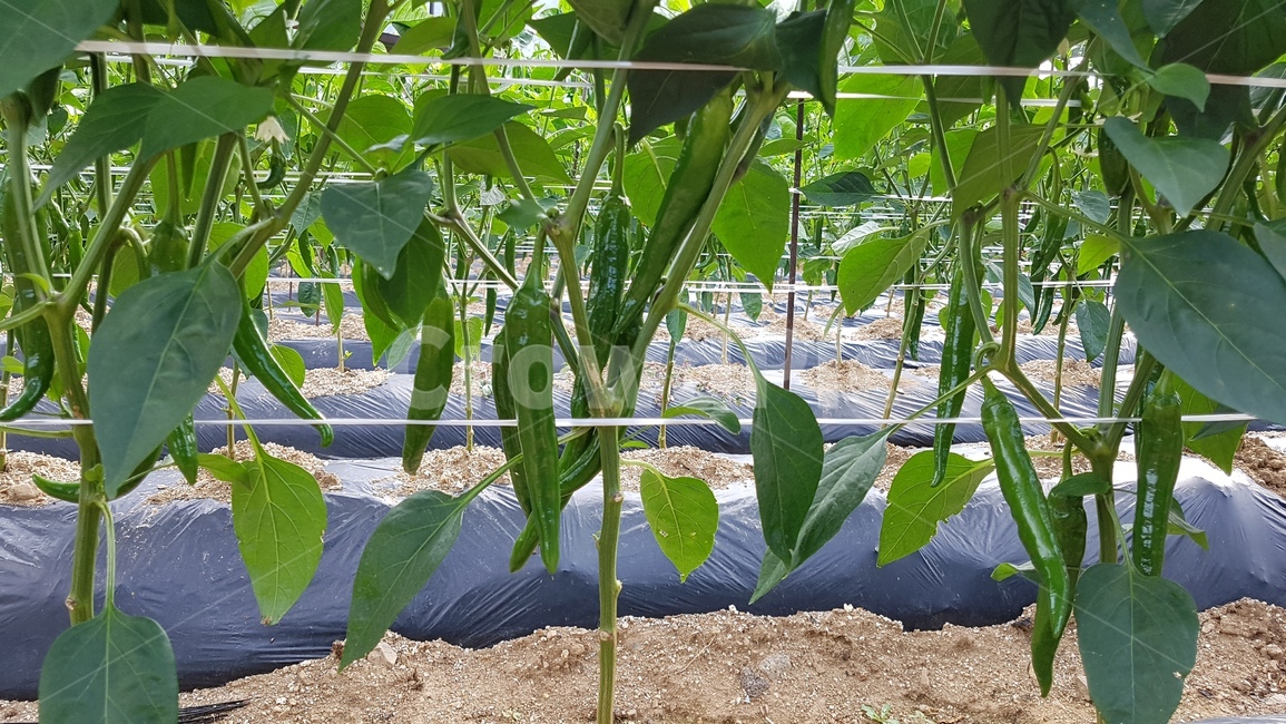 고추,농사,시골,식물,먹거리,산업,industry,industrial,농업,농사,agriculture,farming,farming industry
