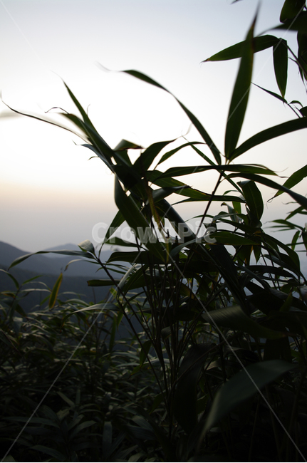 나무,잎,노을,하늘,식물,식물,자연,plants,nature