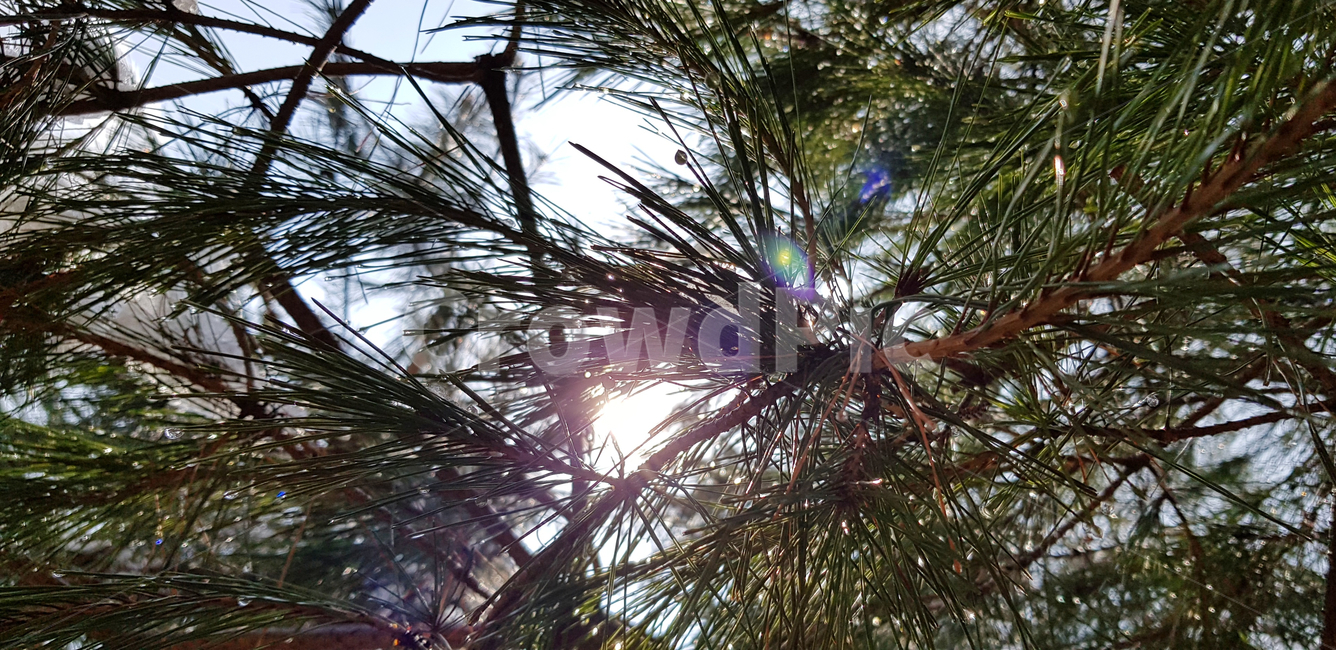 소나무,자연,햇빛,노을,태양,나무,light,빛,식물,자연,plants,nature,나무,trees,wood