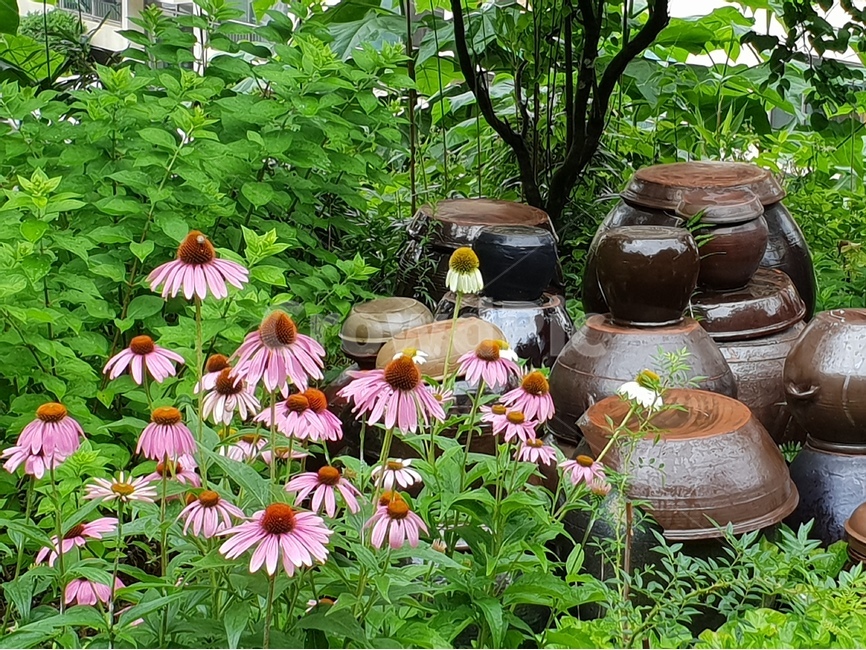 아름다운꽃,자연,여름,감성,계절,꽃,식물,배경이미지,beautifulflowers,plant,nature,항아리,장독대,green,에키네시아,분홍색,배경,배경화면,식물,자연,plants,nature,꽃,flower