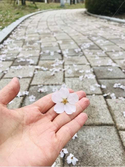 벚꽃,봄,하트,사랑,꽃,꽃잎