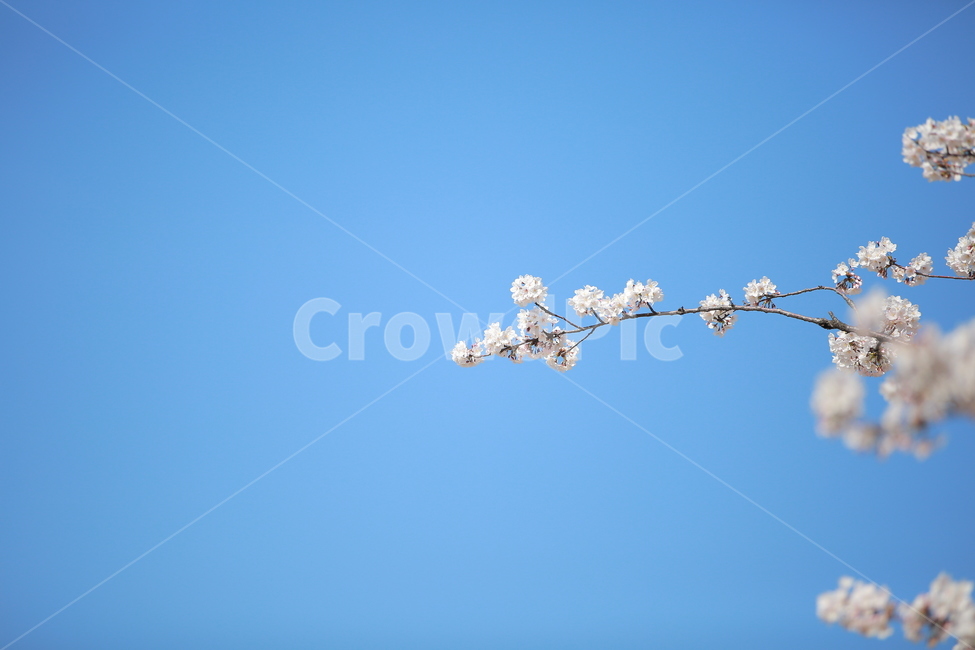 벚꽃,봄,궁,서울,하늘,맑은하늘,꽃,캐논,5dmark3,봄,계절,spring,season,식물,자연,plants,nature,꽃,flower,plant