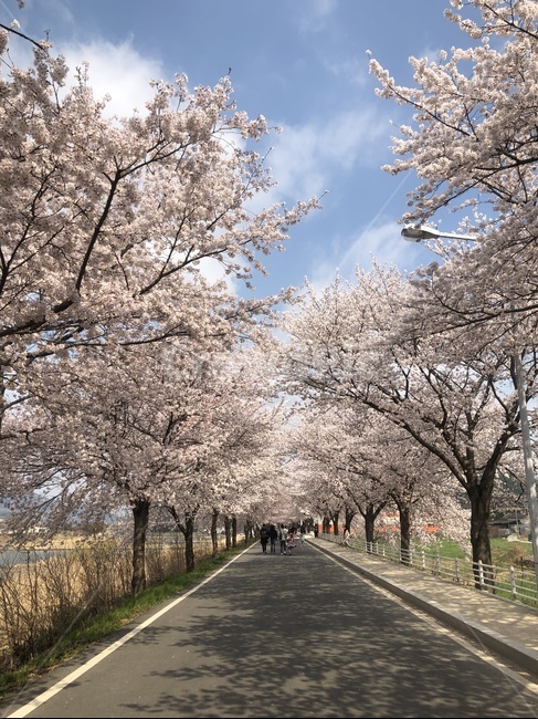 벚꽃,그림자,하늘,가로등,밭,봄,계절,spring,season,plant,식물,flower,꽃,blossom