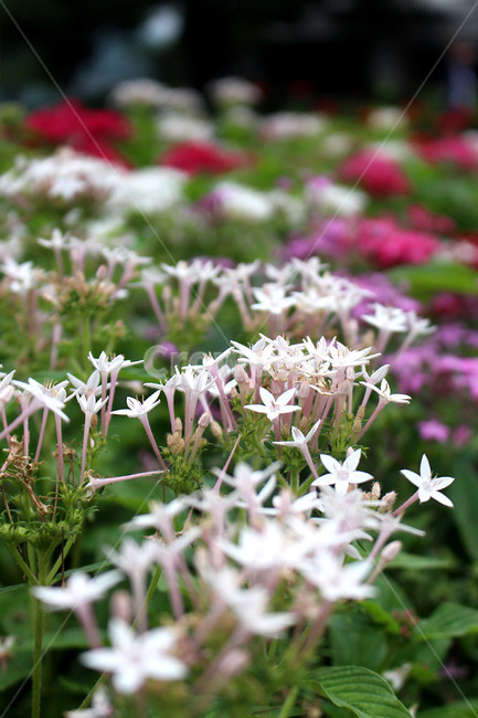 꽃,봄,봄꽃,새싹,이쁜꽃,식물,자연,plants,nature,꽃,flower