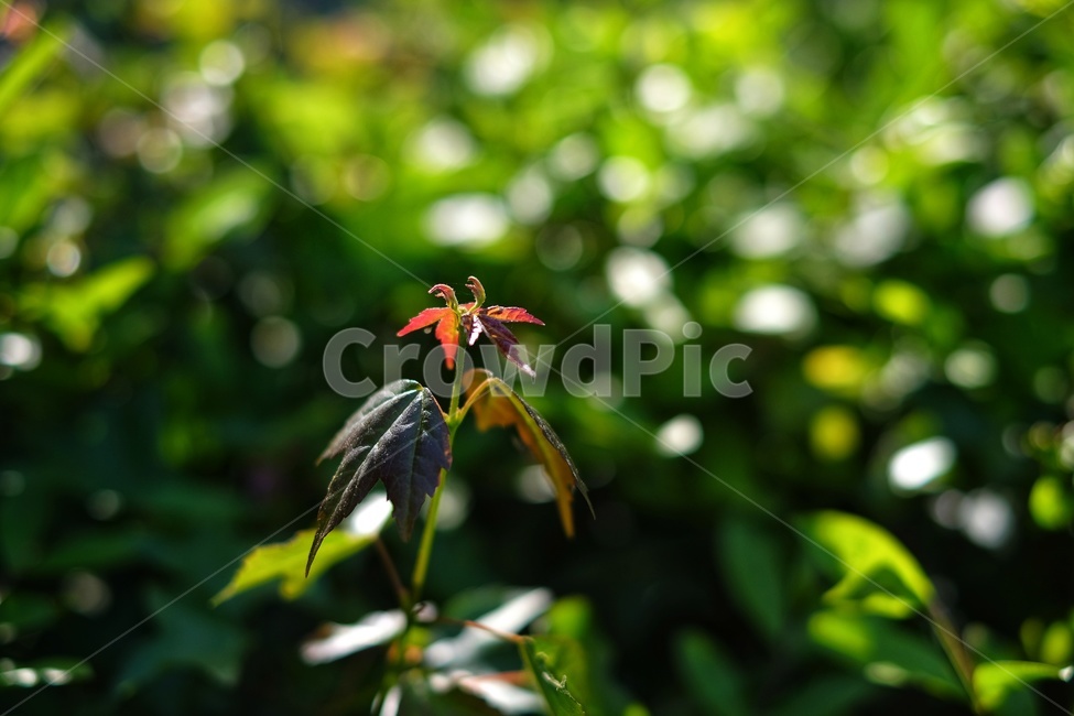 개화,빨간색,홍일점,야생화,들풀,식물,자연,plants,nature