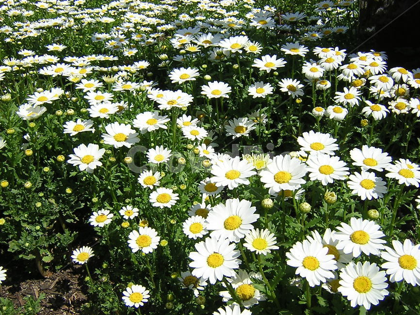 꽃,꽃밭,하얀색,노란색,꽃들,식물,자연,plants,nature,꽃,flower