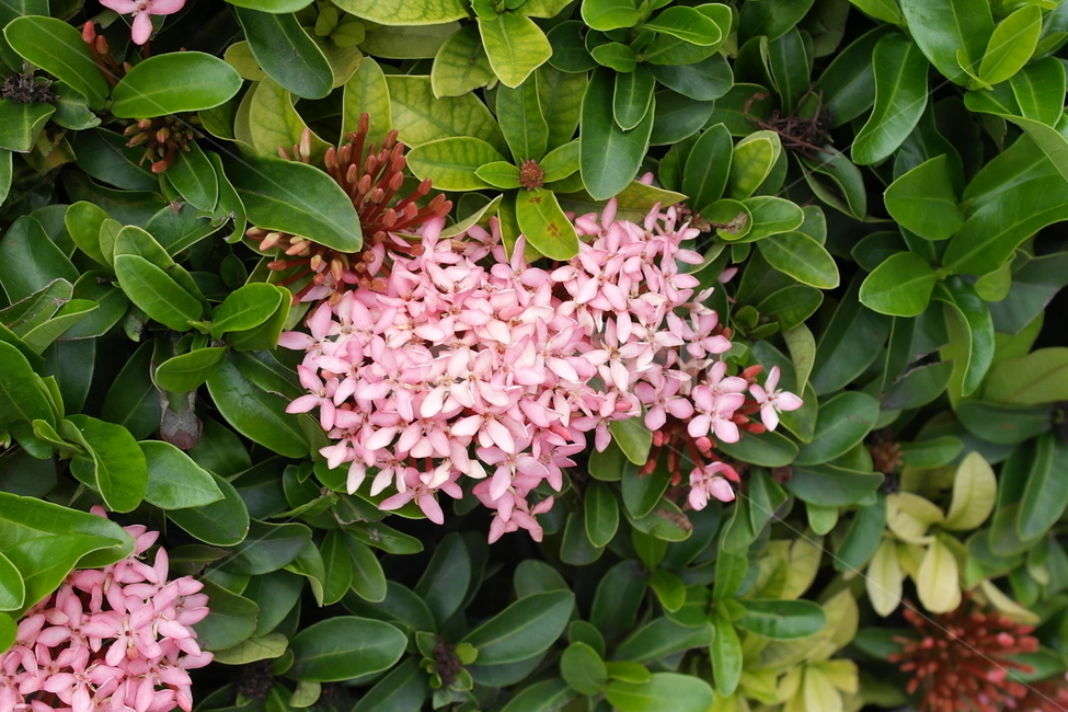 수국,꽃,봄꽃,향기,분홍색,핑크,pink,flower,fragrance,hydrangea