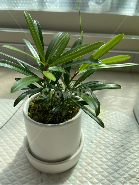 plant,식물,화분,실내미세먼지정화,소형식물