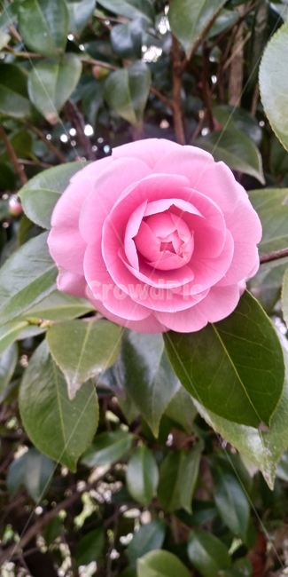 식물,flower,꽃,동백,동백꽃,핑크동백,핑크색동백,분홍동백,분홍색동백,식물,자연,plants,nature,꽃,flower