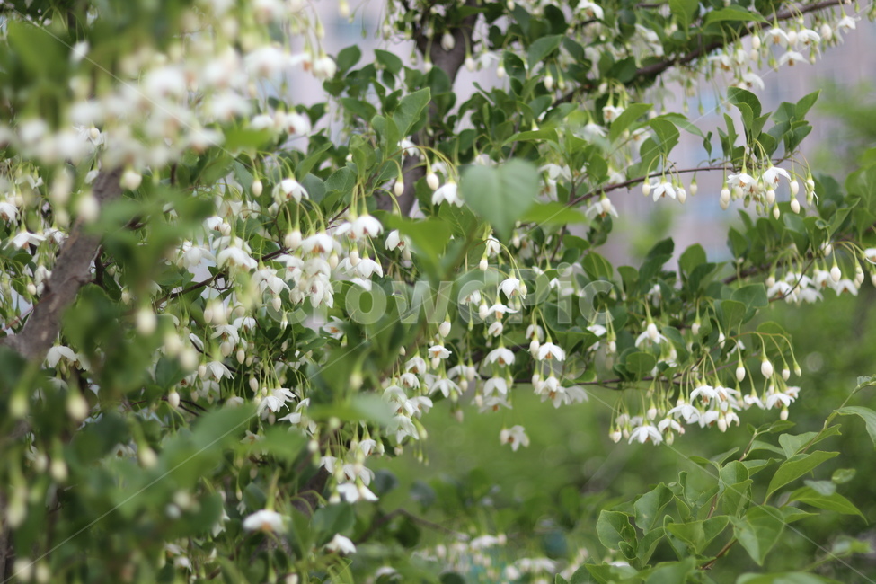 때죽나무꽃,흰색,꽃봉오리,봄,낮,봄,계절,spring,season,식물,자연,plants,nature,꽃,flower,plant
